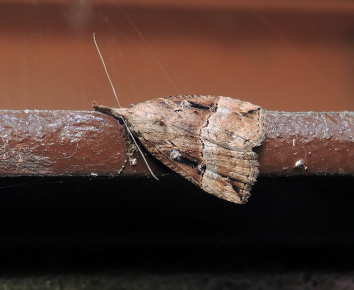 Hypena rostralis Erebidae